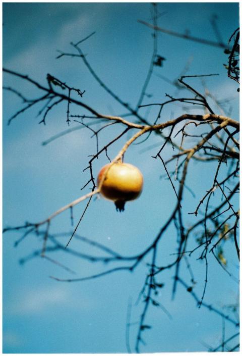 Single pomegranate fruit hanging from a tree branc