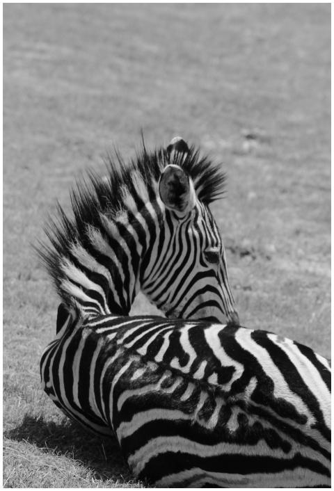 A zebra relaxes in its natural habitat, captured i