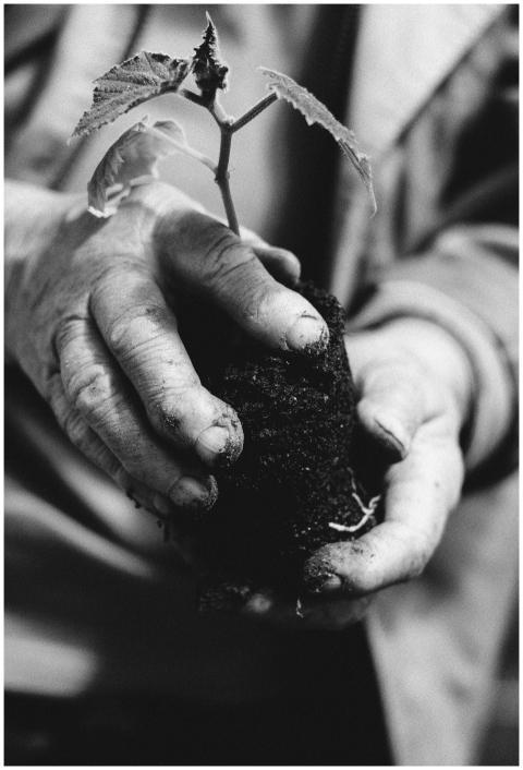 Grayscale photo of hands holding a small plant see