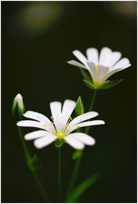 Beautiful white flowers in vibrant bloom, captured
