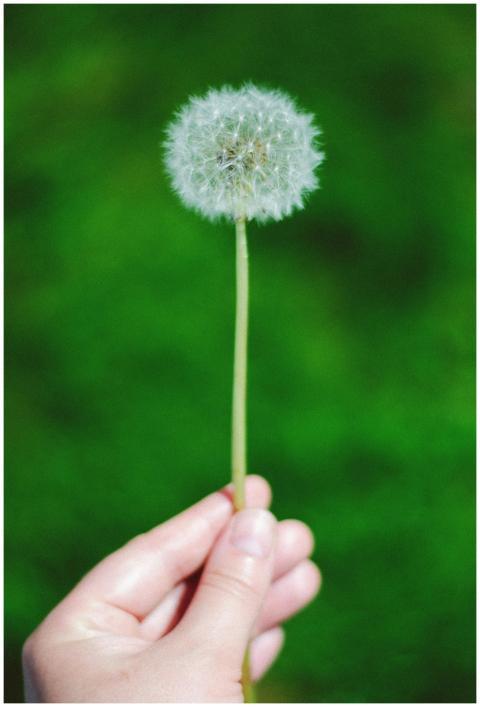 A hand holding a fluffy dandelion with a vivid gre