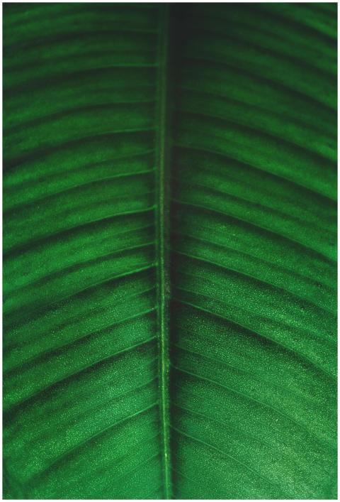 Detailed close-up of a vibrant green leaf highligh