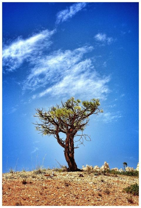 Solitary pine tree under a vibrant blue sky in Bry