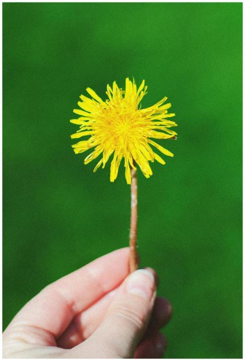 A vivid close-up of a single yellow dandelion held