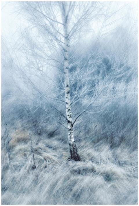 Artistic depiction of a lone birch tree amidst a b
