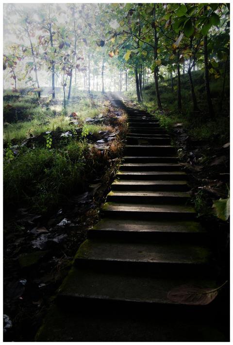 A tranquil forest path with stairs illuminated by