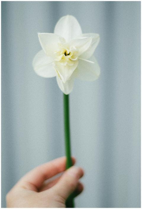 A person holds a delicate white daffodil flower ag
