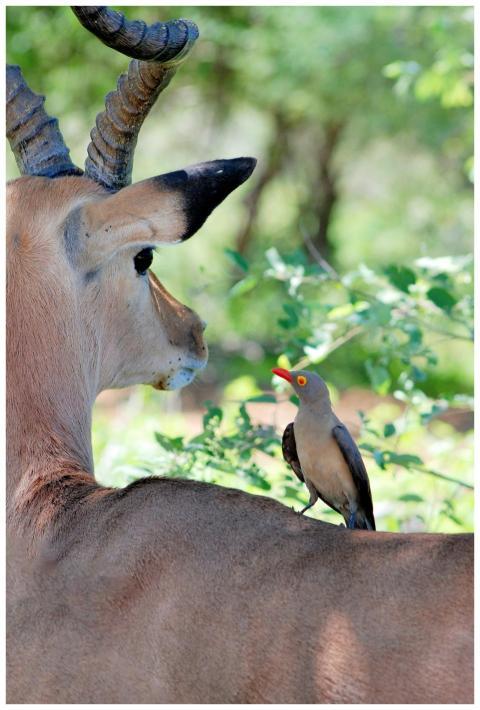 A striking image of an oxpecker bird perched on an