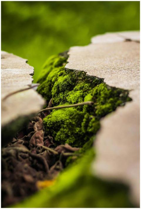 Close Up Vibrant Green