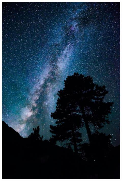 Captured in silhouette, trees beneath a vibrant st
