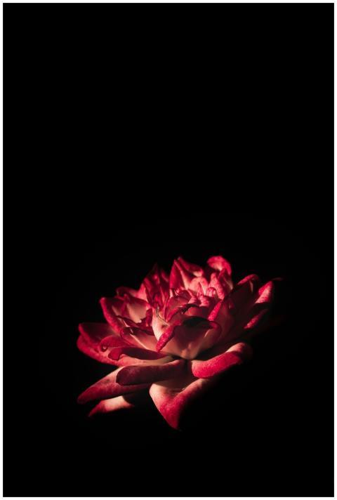A red rose flower illuminated beautifully against