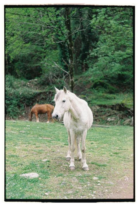 White horse standing serenely in a vibrant green f