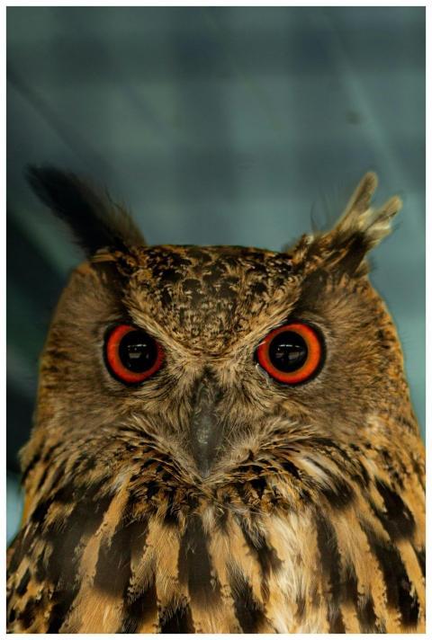 Captivating close-up of a Eurasian eagle-owl with