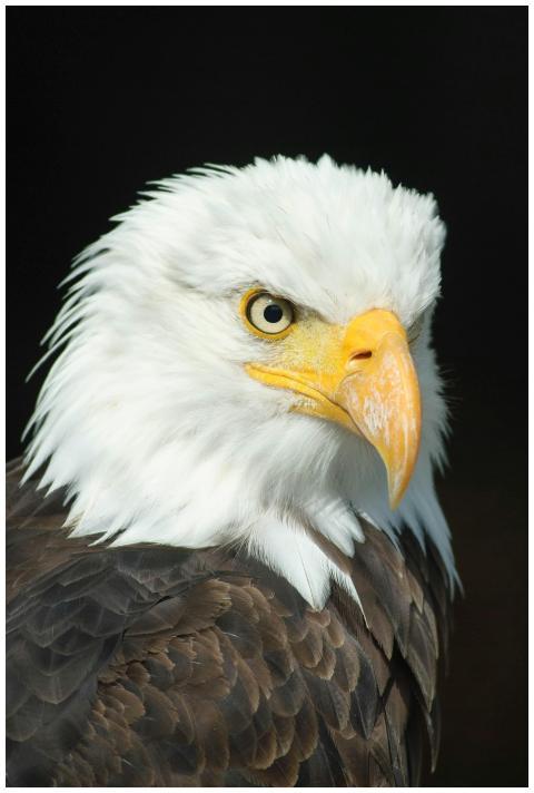 Close-up portrait of a bald eagle showcasing its s