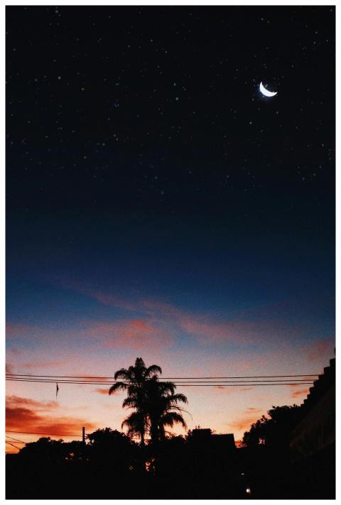 Silhouette of trees at dusk with a starry sky and