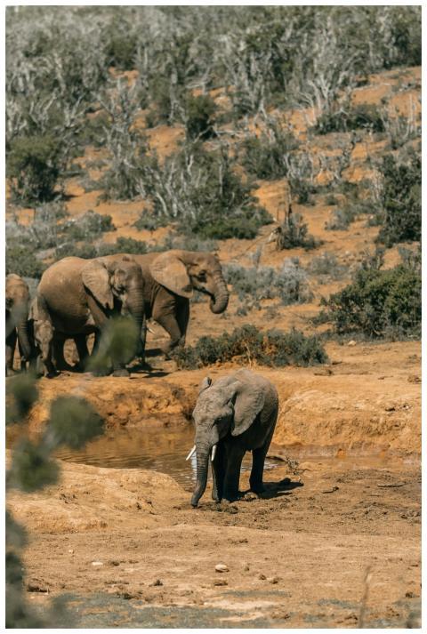 A herd of African elephants (Loxodonta africana) a