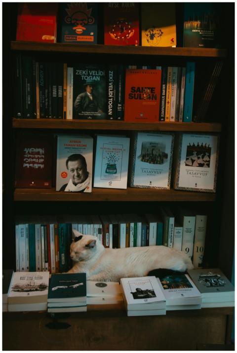 A domestic cat peacefully resting on a bookshelf f