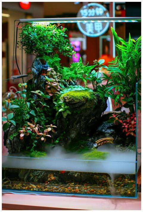 Vibrant indoor aquarium with lush plants and rocks