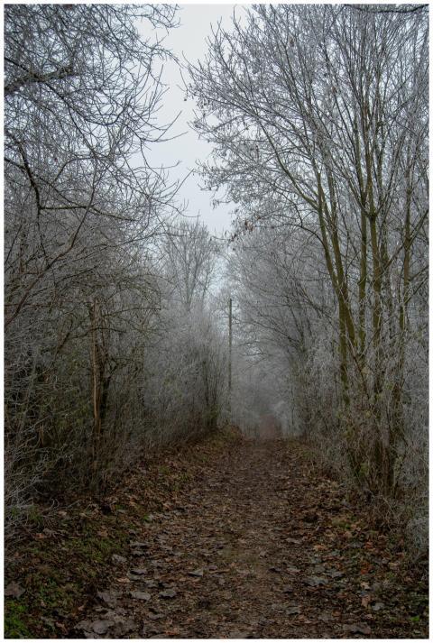 Frosty Winter Trail Through