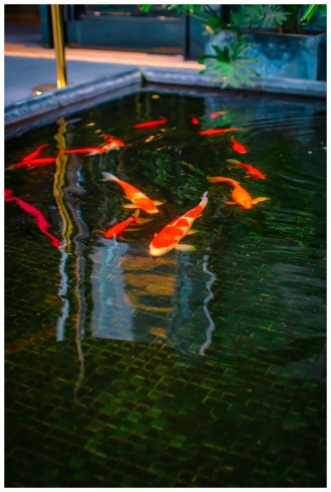 Vibrant koi fish swim gracefully in an outdoor pon