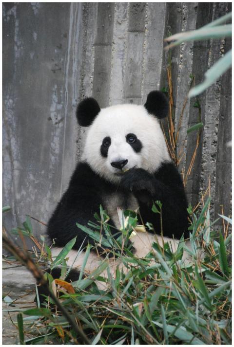 A cute giant panda munching on bamboo in a zoo enc