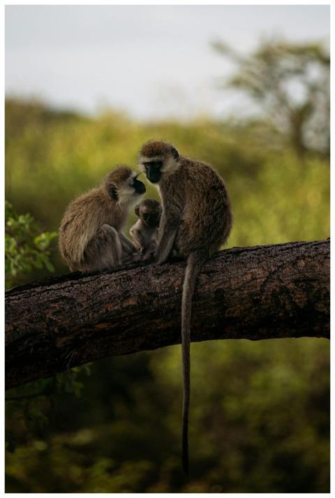 A group of vervet monkeys sitting on a tree branch