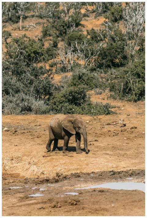 An African elephant calf wanders through the South