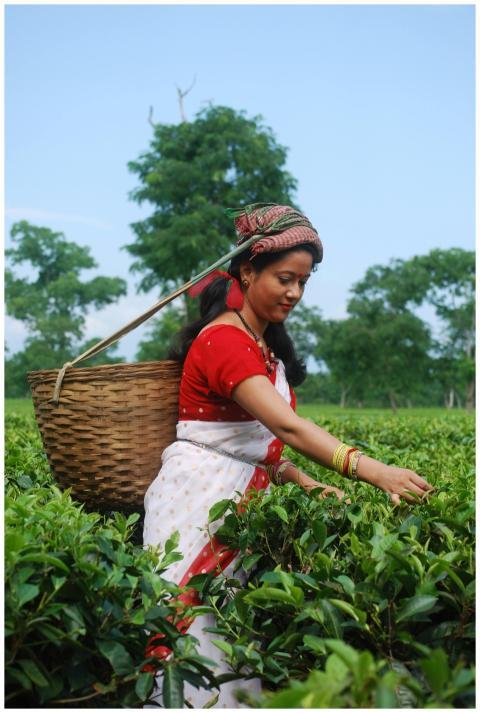 A woman in traditional attire picking tea leaves i