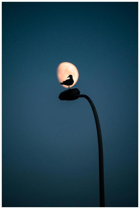 A seagull perches on a streetlight, silhouetted by