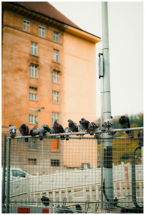 Pigeons Perched Metal Fence