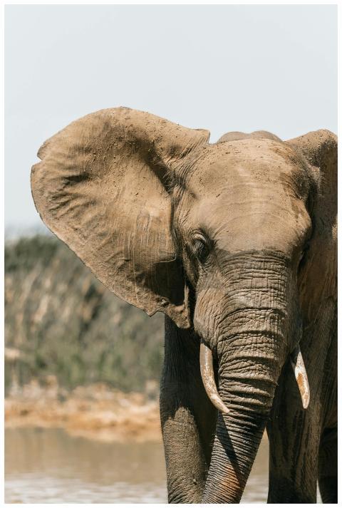 Close-up of an African elephant displaying its gra