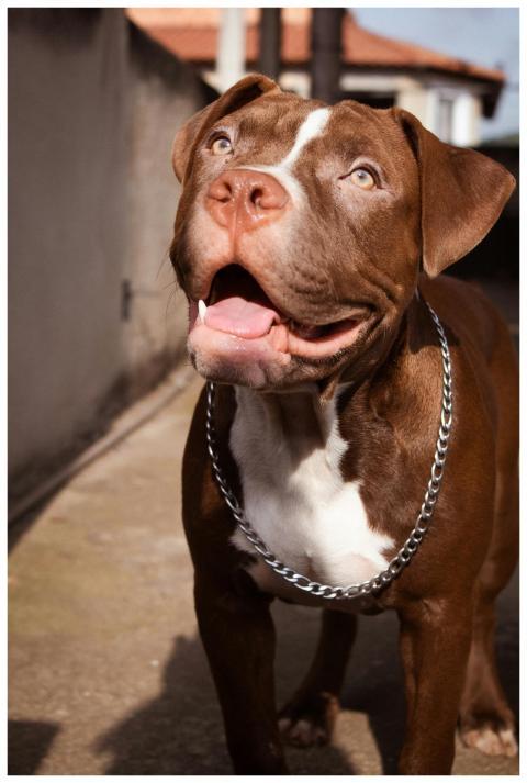 Close-up portrait of a joyful brown pitbull dog ou