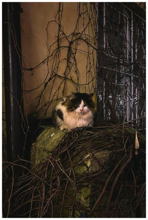 A fluffy cat perched on a stone wall surrounded by