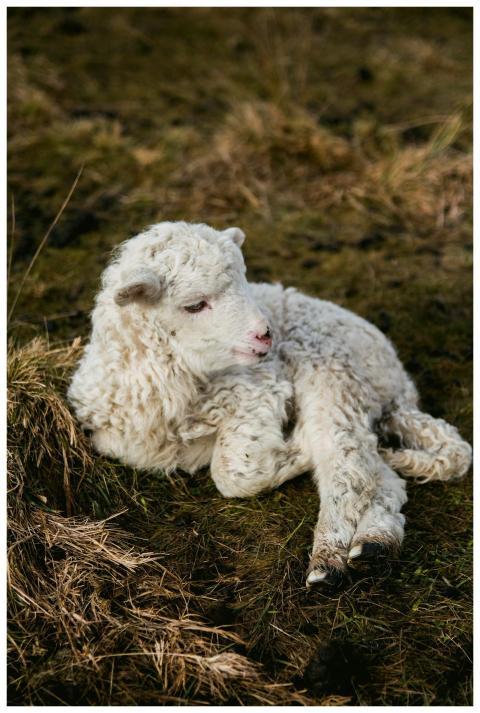 Cute lamb lying on grassy field, perfect for count