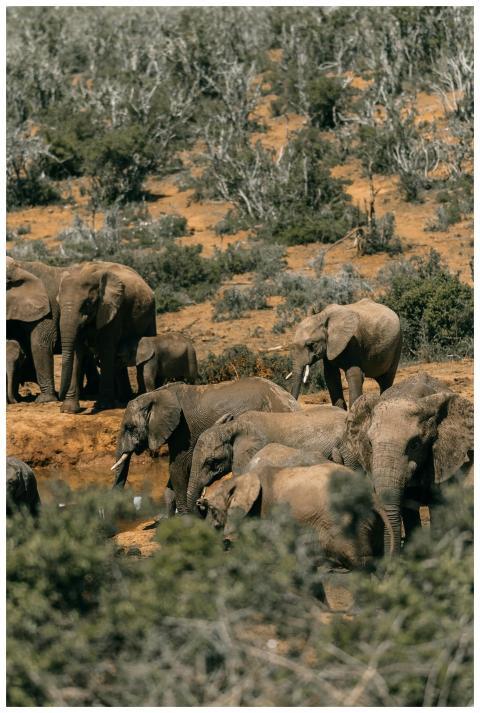 A herd of African elephants (Loxodonta africana) i