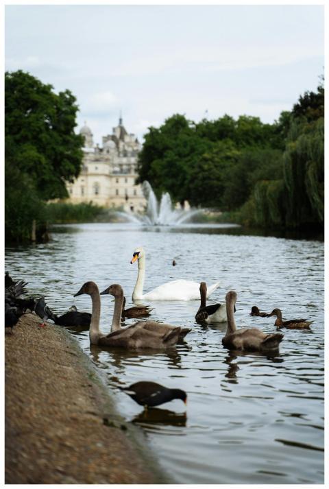 Beautiful day at St James's Park in London, featur