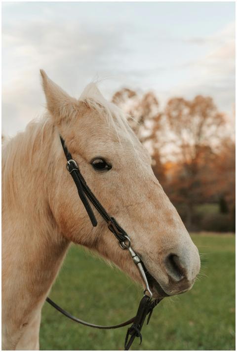Golden Horse Autumn Meadow