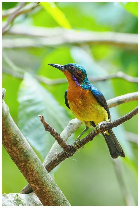 Close-up of a Ruby-Cheeked Sunbird perched on a br