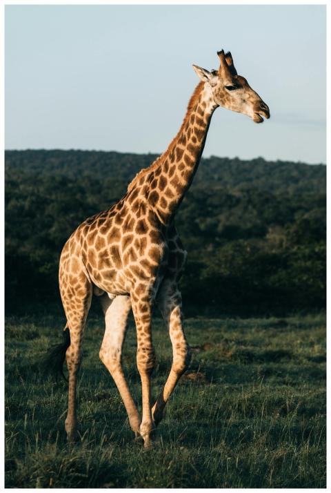Giraffe with patterned coat standing on green mead