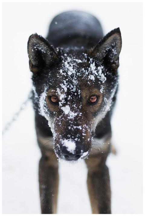 Detailed portrait of a snow-covered dog with an in