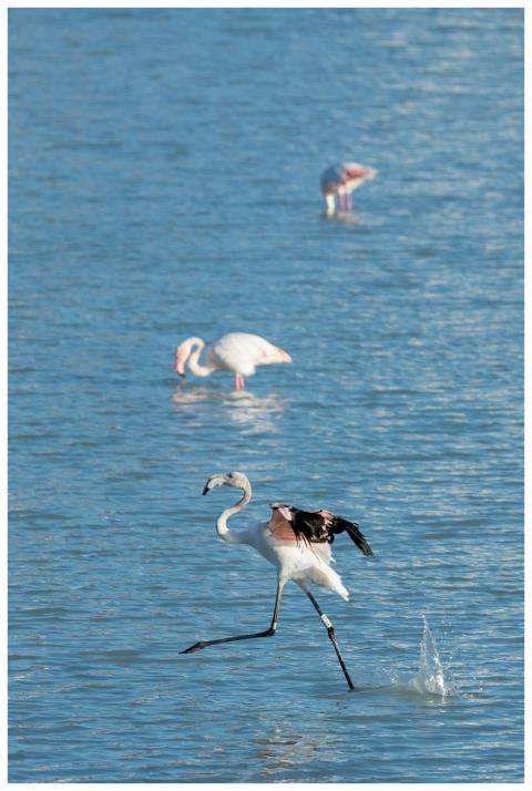 Flamingos gracefully walking in the waters of Calp