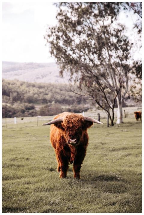 Full body serious fluffy bull with long horns stan