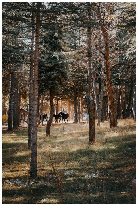 Horses Grazing Serene Autumn
