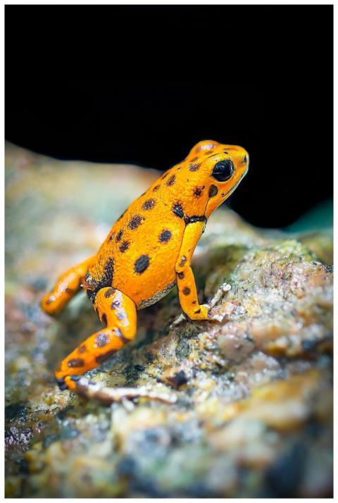 Macro shot of a vibrant Panamanian golden frog (At