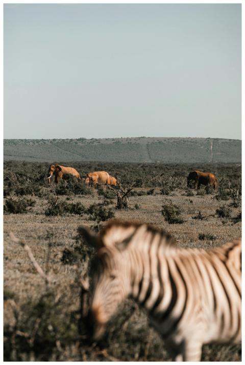 Blurred zebra near elephant feeding on green meado