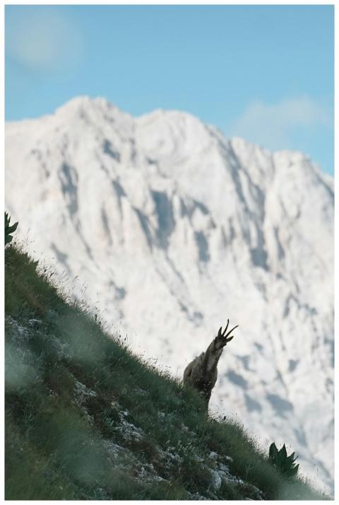 A chamois grazes on a grassy slope with a stunning