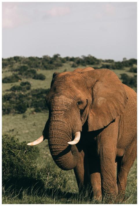 Wild African elephant with tusks roaming through t