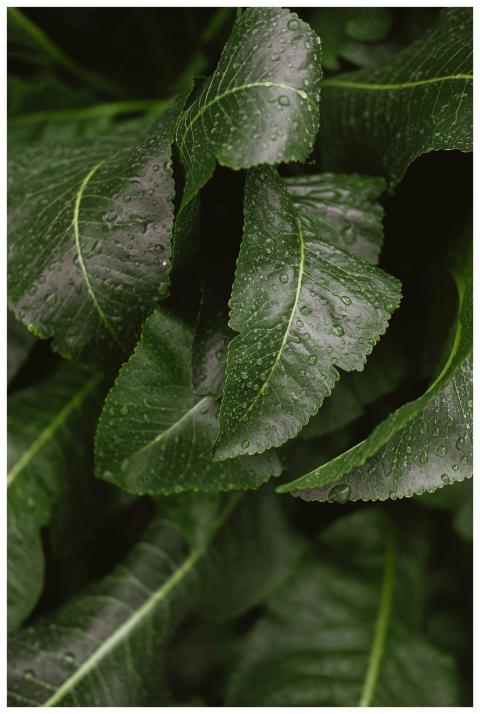 Detailed view of fresh green horseradish leaves wi