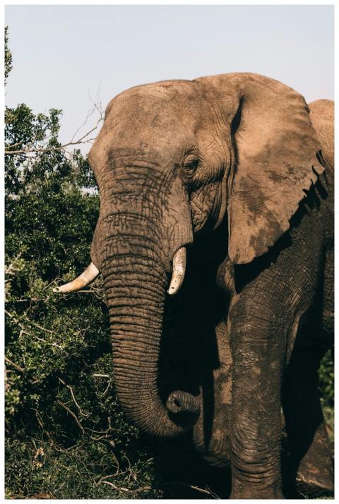 A tranquil elephant stands serenely on the savanna