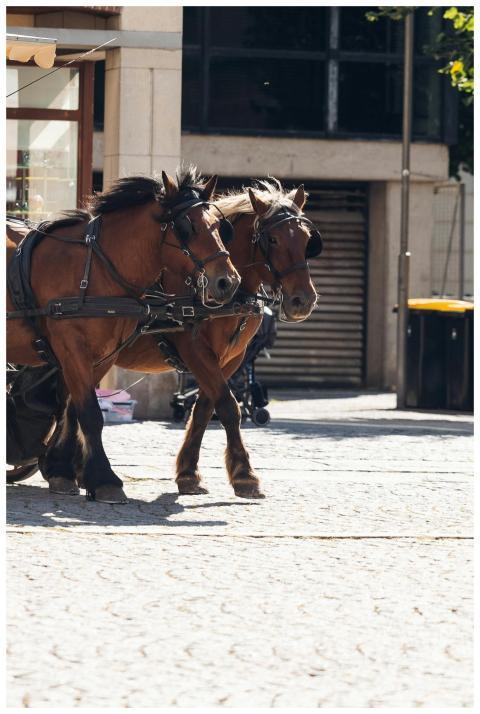 Pair of horses pulling a carriage on a sunlit cobb